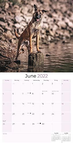 Белгискиот Овчар Куче Календар 2022 - Куче Раса Месечна Ѕид Calendar - Белгиски Овчар Кучиња Календар Направен Во САД - 12 x 24 (Отвори)