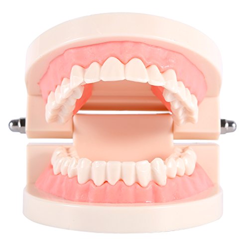 Четкање на забите Модел со 28 Забите и Меките Гуми се Направени од ПВЦ Не-Токсични еко-Пријателски Пластични Материјали за Учење